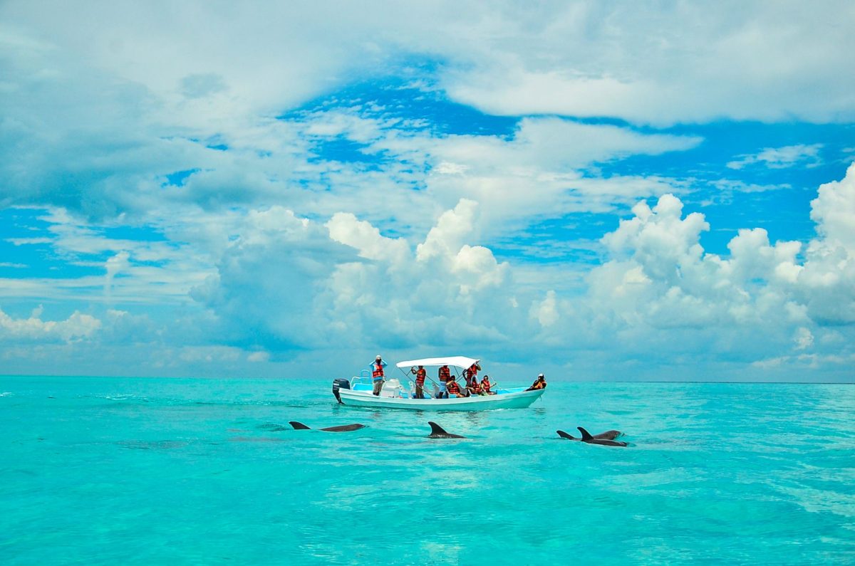 dolphin tour