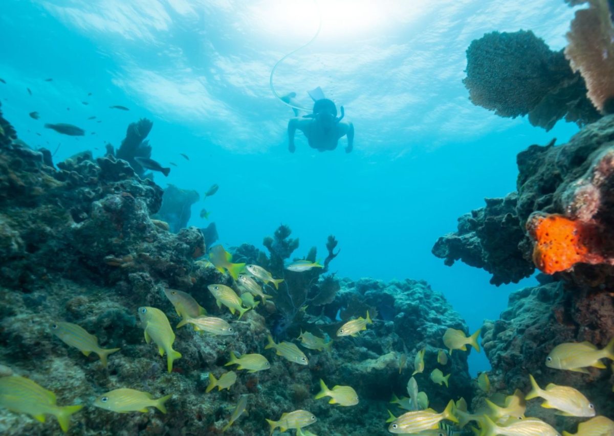 person snuba diving by coral reef